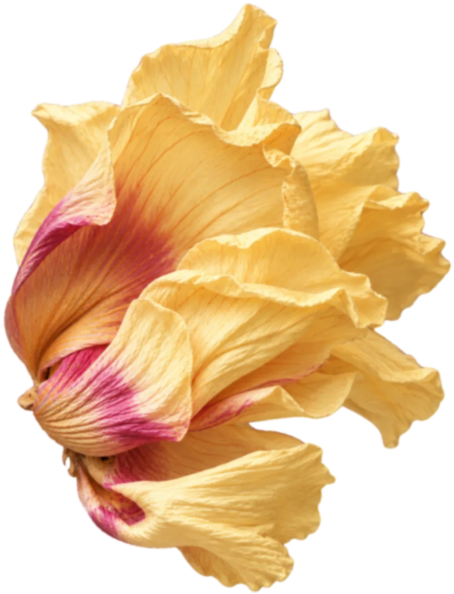 A dried peony in full bloom, golden yellow with pink veining