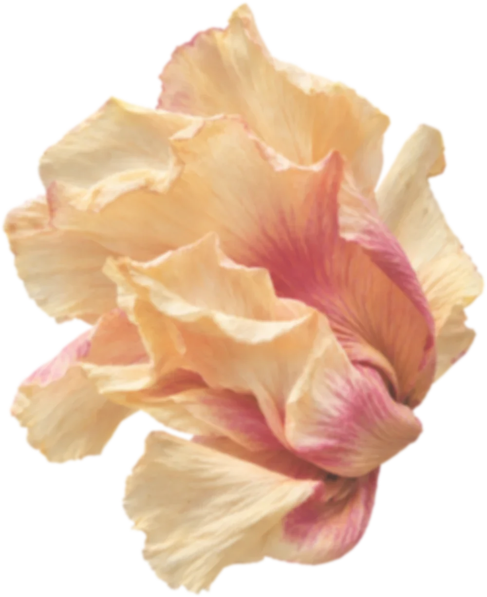A dried peony in golden and pink tones, softly blurred